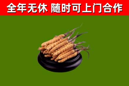 嘉定烟酒回收冬虫夏草.jpg