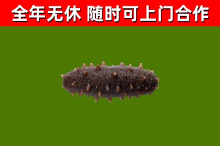 嘉定烟酒回收干海参.jpg